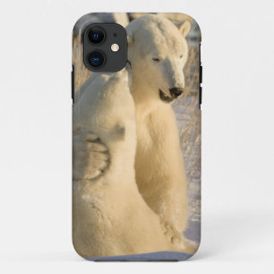 Kanada, Manitoba, Hudson Bay, Churchill. Case-Mate iPhone Hülle