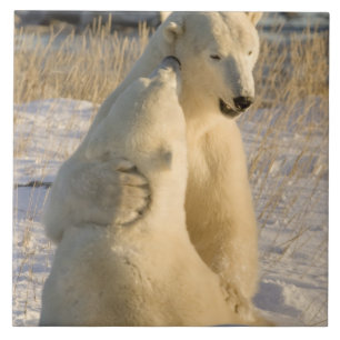 Kanada, Manitoba, Hudson Bay, Churchill. Fliese
