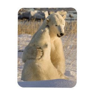 Kanada, Manitoba, Hudson Bay, Churchill. Magnet