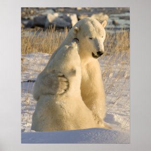 Kanada, Manitoba, Hudson Bay, Churchill. Poster