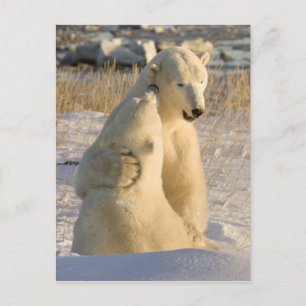 Kanada, Manitoba, Hudson Bay, Churchill. Postkarte
