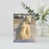 Kanada, Manitoba, Hudson Bay, Churchill. Postkarte (Stehend Vorderseite)