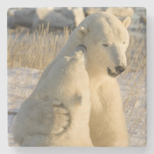 Kanada, Manitoba, Hudson Bay, Churchill. Steinuntersetzer