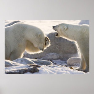 Kanada, Manitoba, Hudson Bay, Churchill. Zwei Poster