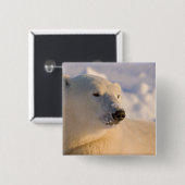 Kanada, Manitoba, Hudson Bay | Eisbär Button (Vorne & Hinten)