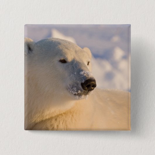 Kanada, Manitoba, Hudson Bay | Eisbär Button (Vorderseite)
