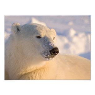 Kanada, Manitoba, Hudson Bay Eisbär Fotodruck