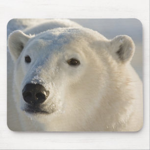 Kanada, Manitoba, Hudson Bay   Eisbär Mousepad