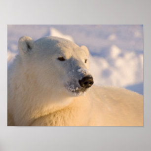 Kanada, Manitoba, Hudson Bay Eisbär Poster