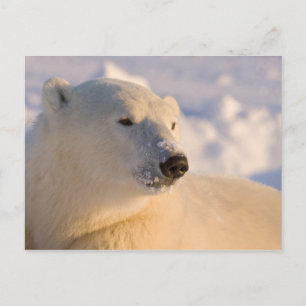 Kanada, Manitoba, Hudson Bay Eisbär Postkarte
