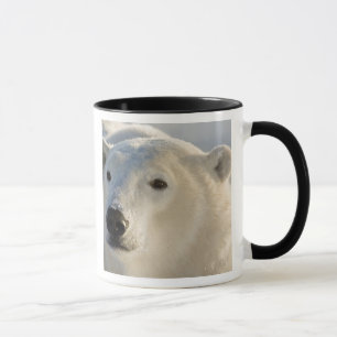 Kanada, Manitoba, Hudson Bay Eisbär Tasse