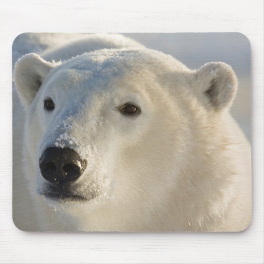 Kanada, Manitoba, Hudson Bay | Polar Bear Mousepad (Vorne)