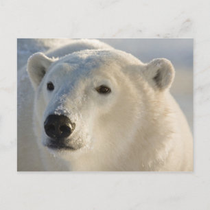 Kanada, Manitoba, Hudson Bay   Polar Bear Postkarte