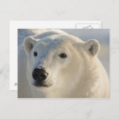 Kanada, Manitoba, Hudson Bay | Polar Bear Postkarte (Vorne/Hinten)