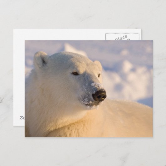 Kanada, Manitoba, Hudson Bay | Polar Bear Postkarte (Vorne/Hinten)