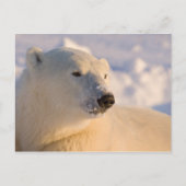 Kanada, Manitoba, Hudson Bay | Polar Bear Postkarte (Vorderseite)