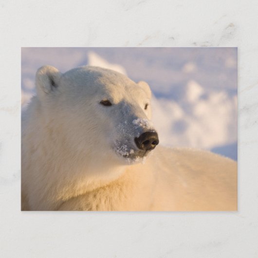 Kanada, Manitoba, Hudson Bay | Polar Bear Postkarte (Vorderseite)