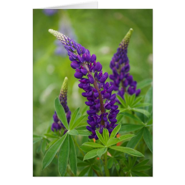 Kanada, New Brunswick, . (Vorne)