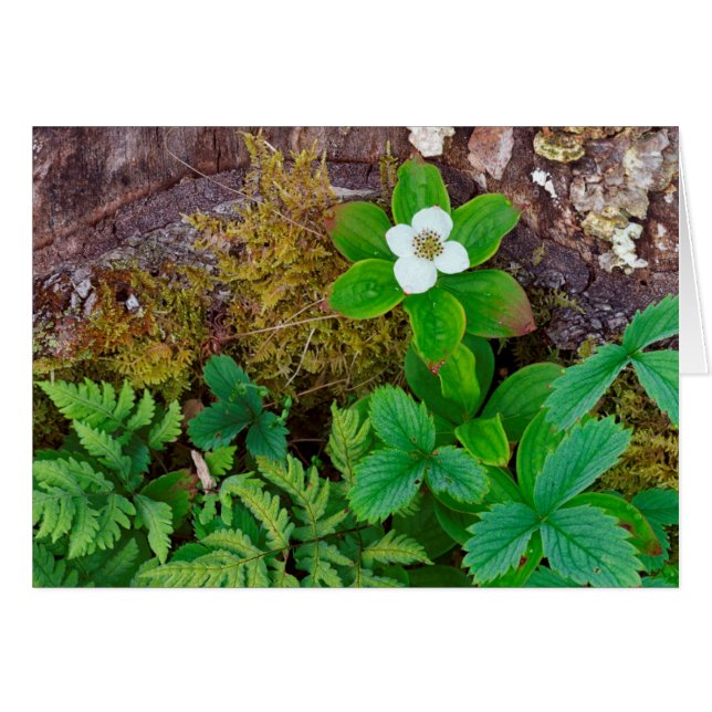 Kanada, New Brunswick, , 2 (Vorderseite (Horizontal))