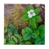 Kanada, New Brunswick, 2 Fliese (Vorderseite)