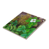 Kanada, New Brunswick, 2 Fliese (Seite)