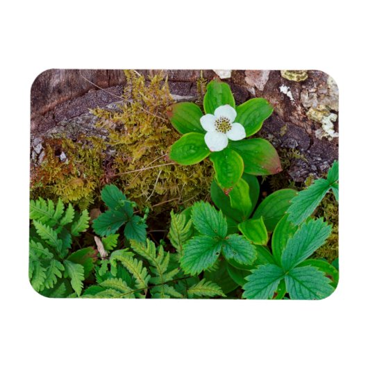 Kanada, New Brunswick, , 2 Magnet (Horizontal)