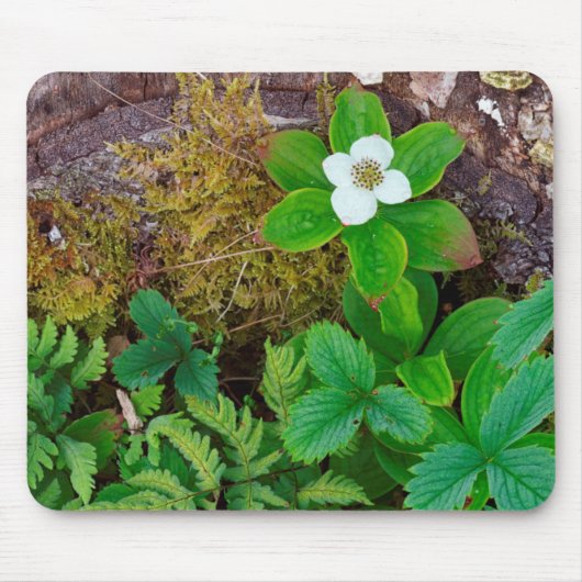 Kanada, New Brunswick, , 2 Mousepad (Vorne)