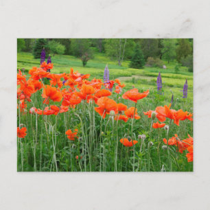 Kanada, New Brunswick, . Landschaft Postkarte