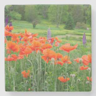 Kanada, New Brunswick, . Landschaft Steinuntersetzer