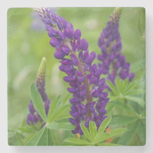 Kanada, New Brunswick, Steinuntersetzer