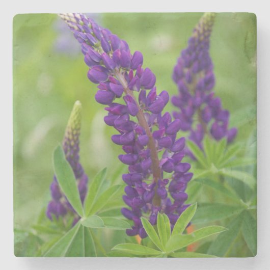 Kanada, New Brunswick, Steinuntersetzer (Vorderseite)