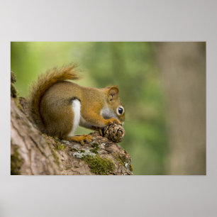 Kanada, Nova Scotia, Halifax. Öffentliche Gärten, Poster