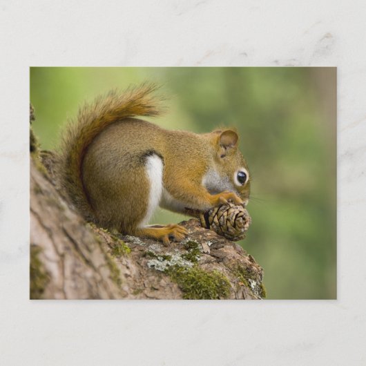 Kanada, Nova Scotia, Halifax. Öffentliche Gärten, Postkarte (Vorderseite)