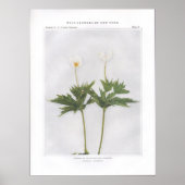 Kanada oder Rund-Leaved-Anemon Poster (Vorne)