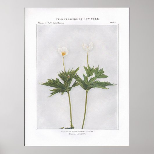 Kanada oder Rund-Leaved-Anemon Poster (Vorne)
