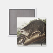 Kanada-Otter-Illustration (Lutra Canadensis) Magnet (Vorderseite/Rückseite)