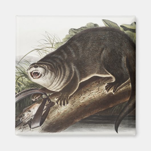 Kanada-Otter-Illustration (Lutra Canadensis) Magnet (Vorne)