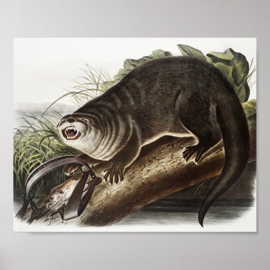 Kanada-Otter-Illustration (Lutra Canadensis) Poster (Vorne)