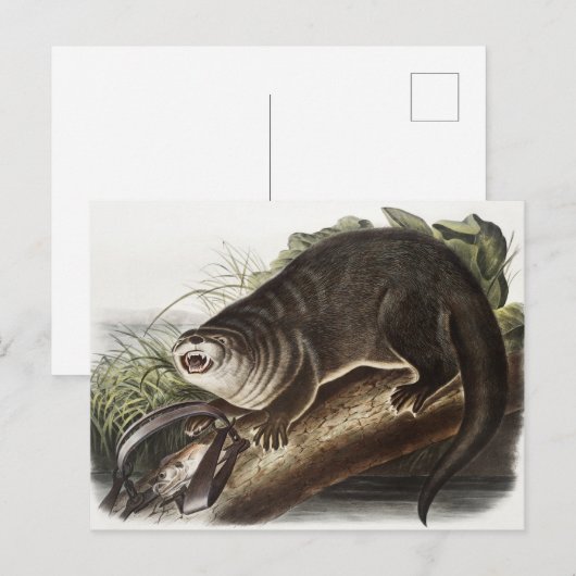 Kanada-Otter-Illustration (Lutra Canadensis) Postkarte (Vorne/Hinten)