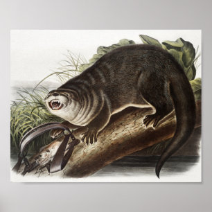 Kanada-Otter (Lutra Canadensis) Illustration Poster