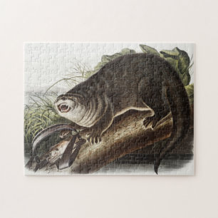 Kanada-Otter (Lutra Canadensis) Illustration Puzzle