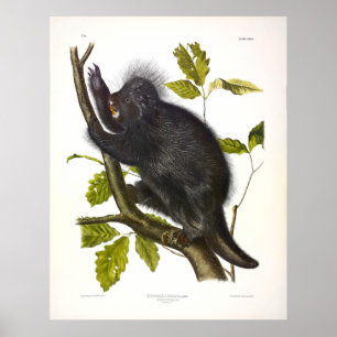 Kanada Porcupine oder Nordamerikanisches Porcupine Poster