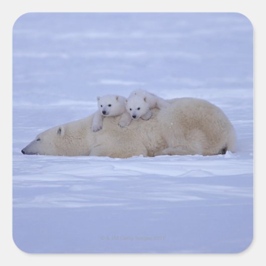 Kanada Quadratischer Aufkleber (Vorderseite)