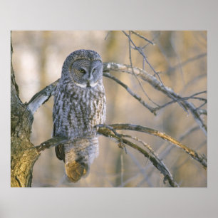 Kanada, Quebec. Bartkauz auf einem Baum sitzend Poster