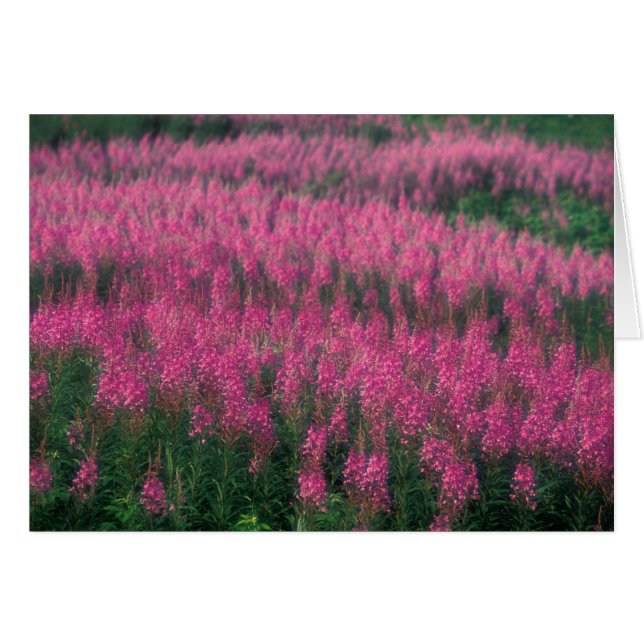 Kanada, Quebec, Gaspe. Lila Lythrum-Blume, (Vorderseite (Horizontal))