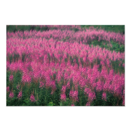 Kanada, Quebec, Gaspe. Lila Lythrum-Blume, Fotodruck (Vorne)