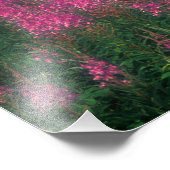 Kanada, Quebec, Gaspe. Lila Lythrum-Blume, Fotodruck (Ecke)