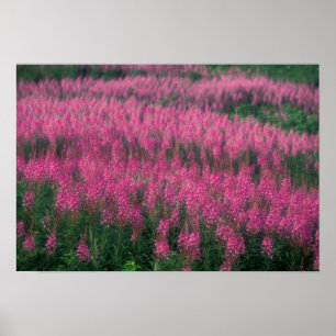 Kanada, Quebec, Gaspe. Lila Lythrum-Blumen, Poster