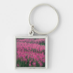 Kanada, Quebec, Gaspe. Lila Lythrum-Blumen, Schlüsselanhänger