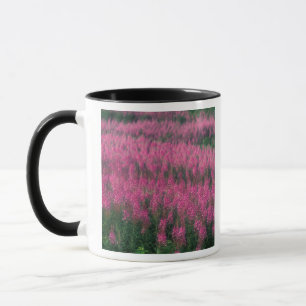 Kanada, Quebec, Gaspe. Lila Lythrum-Blumen, Tasse